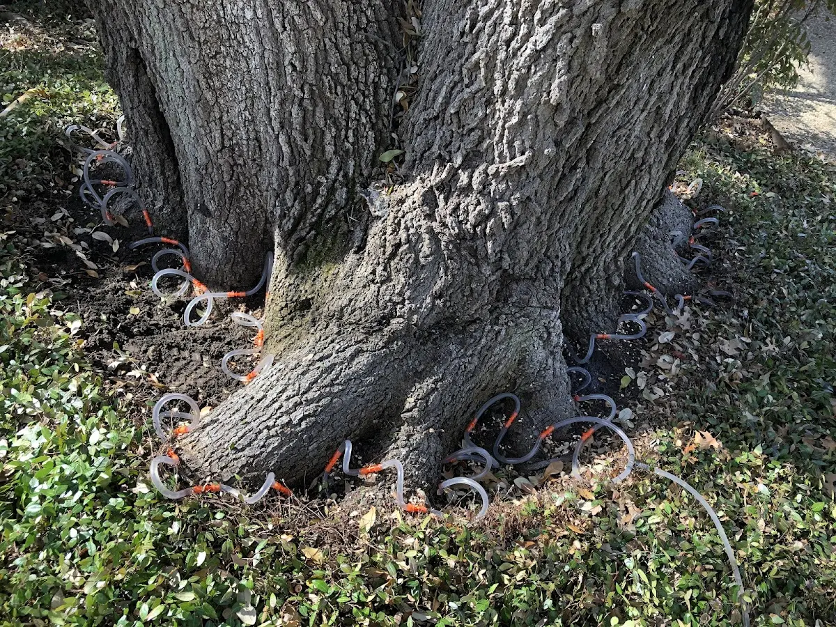 Detailed Tree Cabling and Bracing job site in Cullen